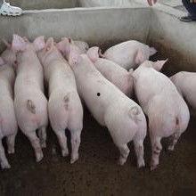 小猪崽子爆料视频播放全集,揭秘全集精彩瞬间